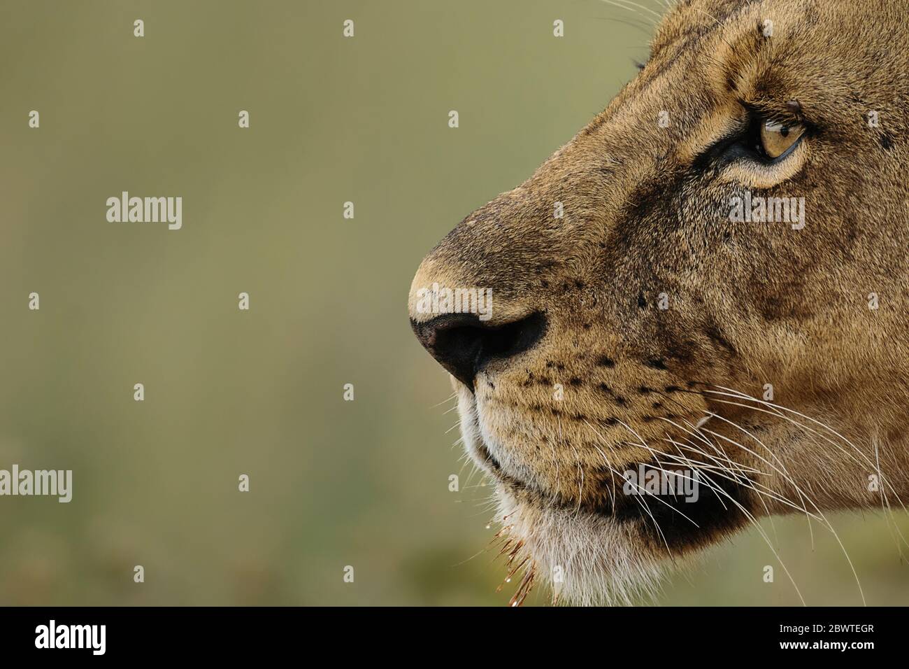 Nahaufnahme eines Löwin-Porträts, Nairobi Nationalpark, Kenia Stockfoto