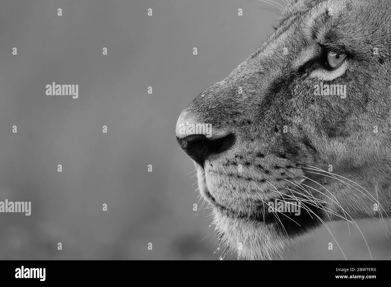 Schwarz-Weiß Nahaufnahme Porträt einer Löwin, Nariobi Nationalpark, Kenia Stockfoto