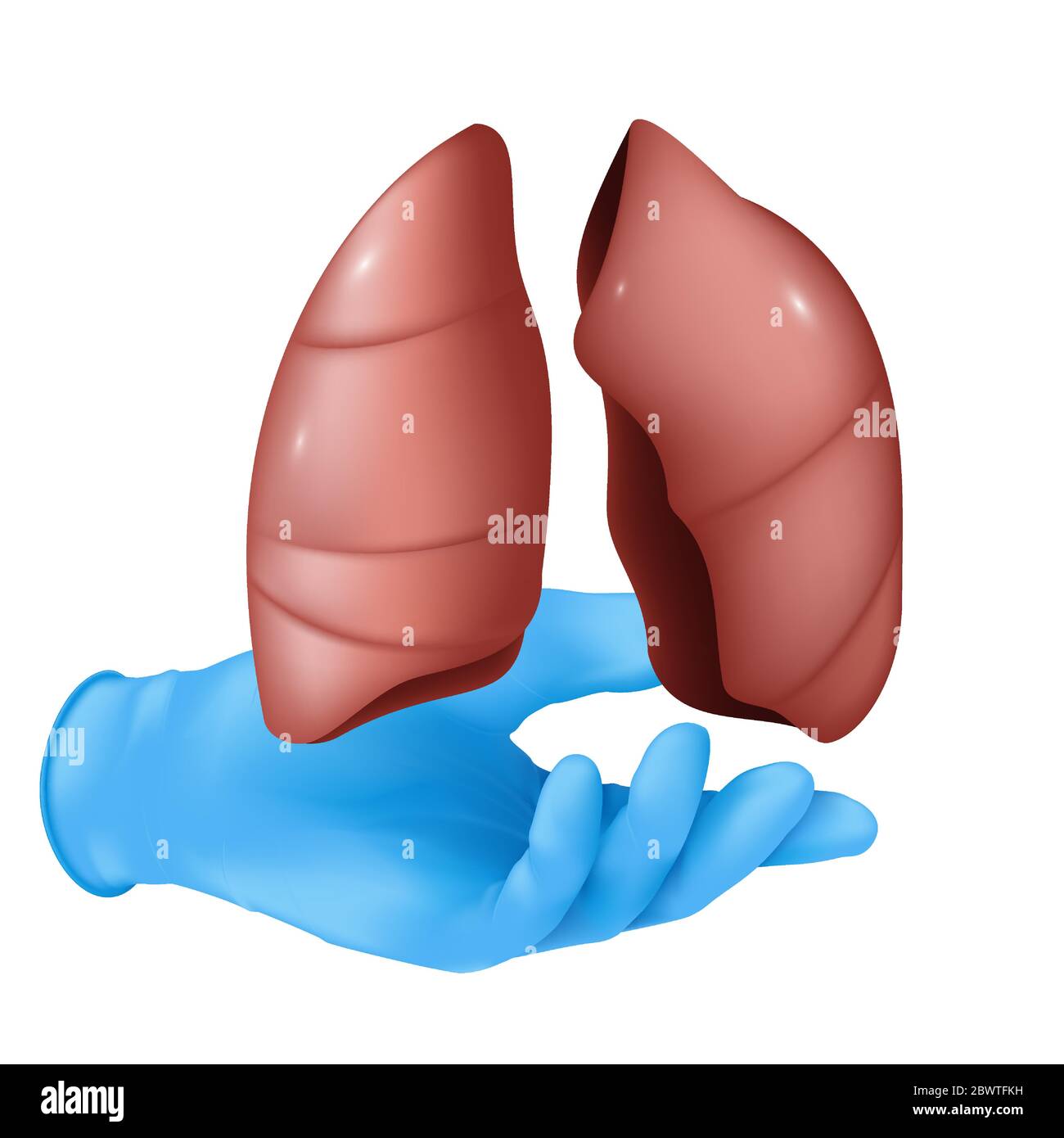 Realistisches medizinisches Organkonzept mit einer Hand in einem blauen Gummihandschuh, der die menschliche Lunge hält. Vektorgrafik isoliert auf weißem Hintergrund Stock Vektor