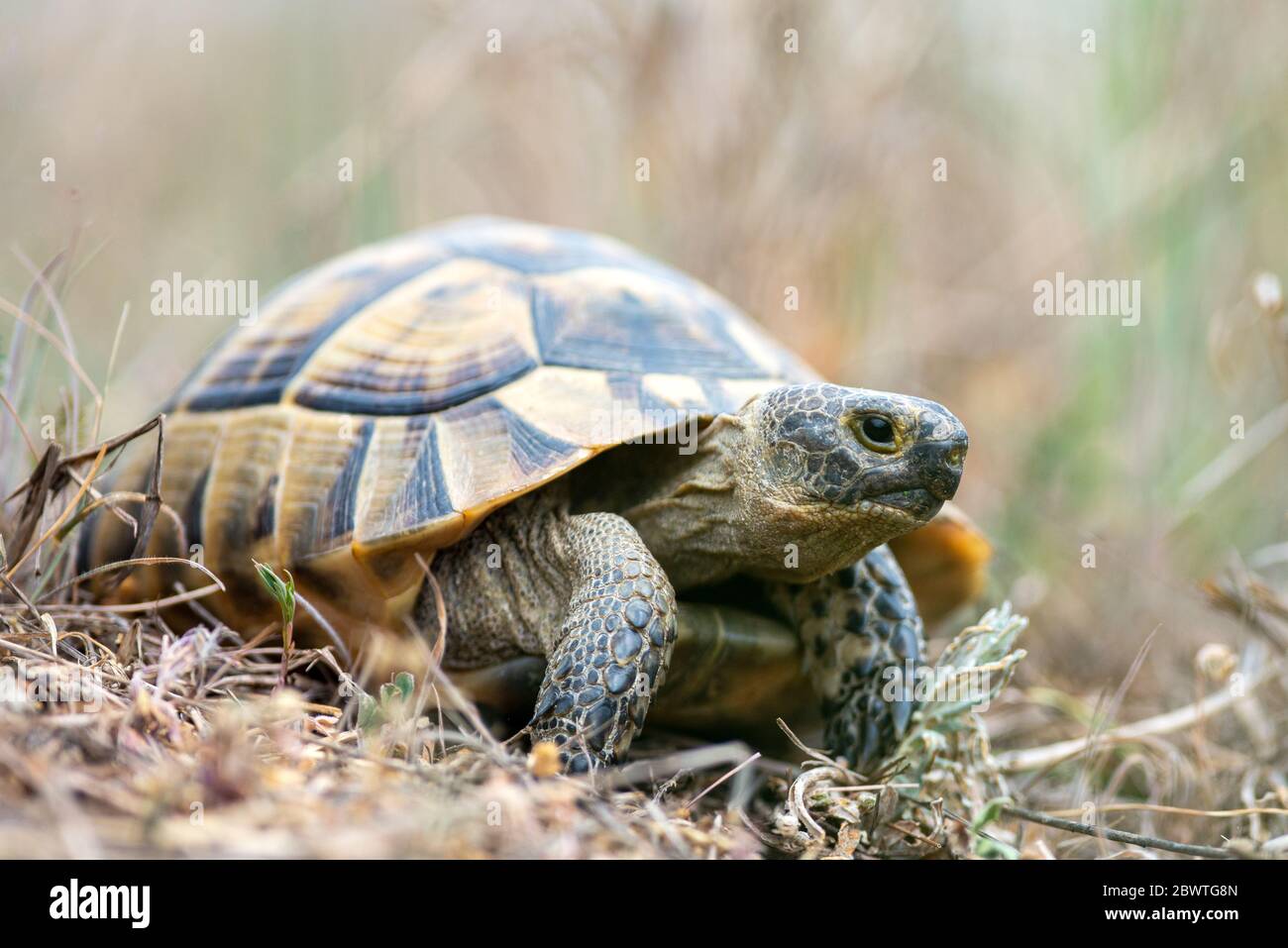 Sporn-thighed-Schildkröte (Testudo Graeca) im natürlichen Lebensraum Stockfoto