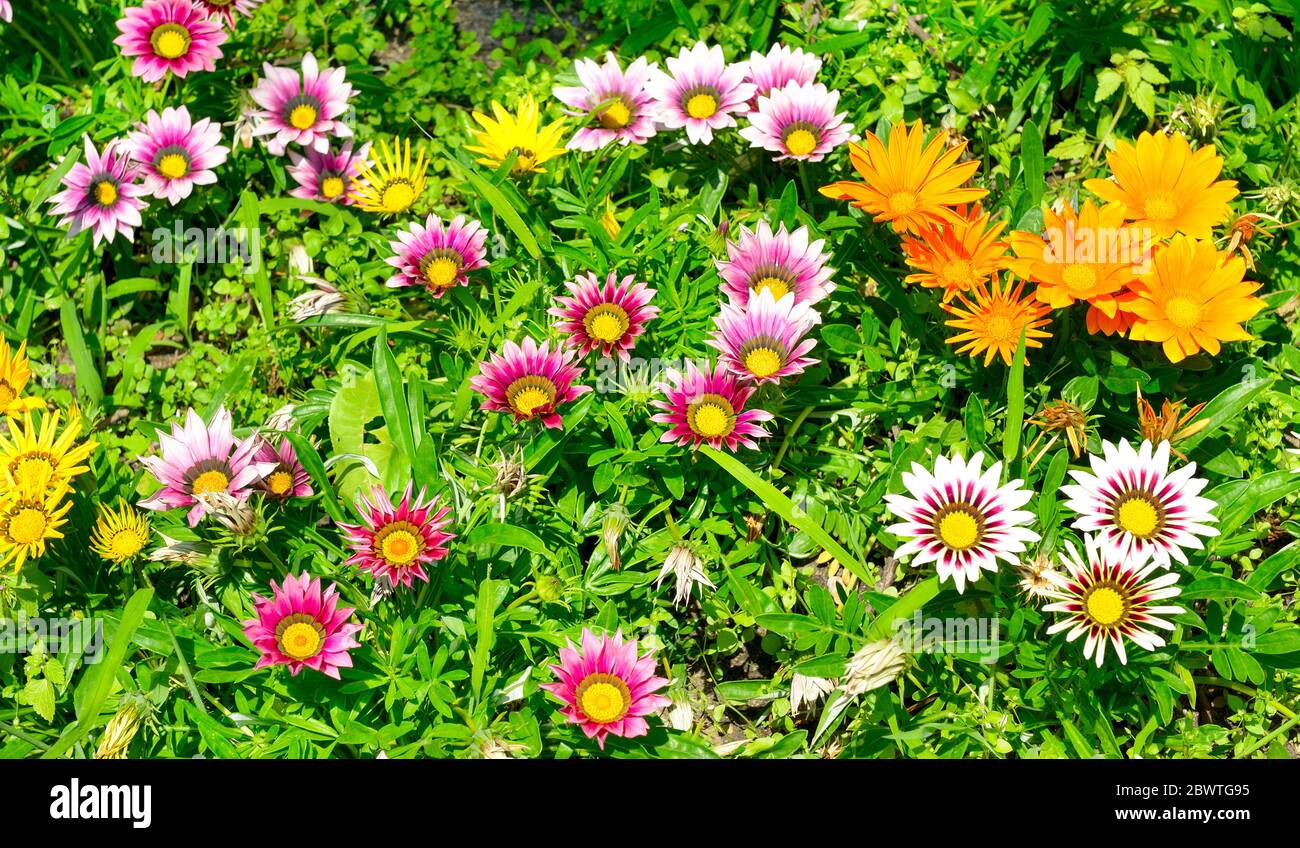 Gelbe, weiße, rote Blüten von Gazania auf Blumenbeet. Stockfoto