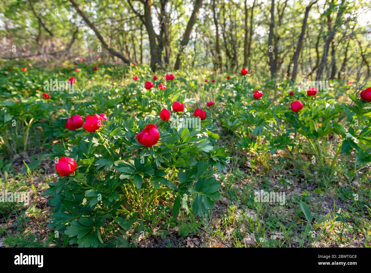 Rote Blumen wilde Pfingstrose (Paeonia peregrina) Feld in der Nähe von Enisala, Rumänien, auf einem geschützten Reservierung. Diese Stauden mehrjährige Pflanze ist eine Art nativ Stockfoto