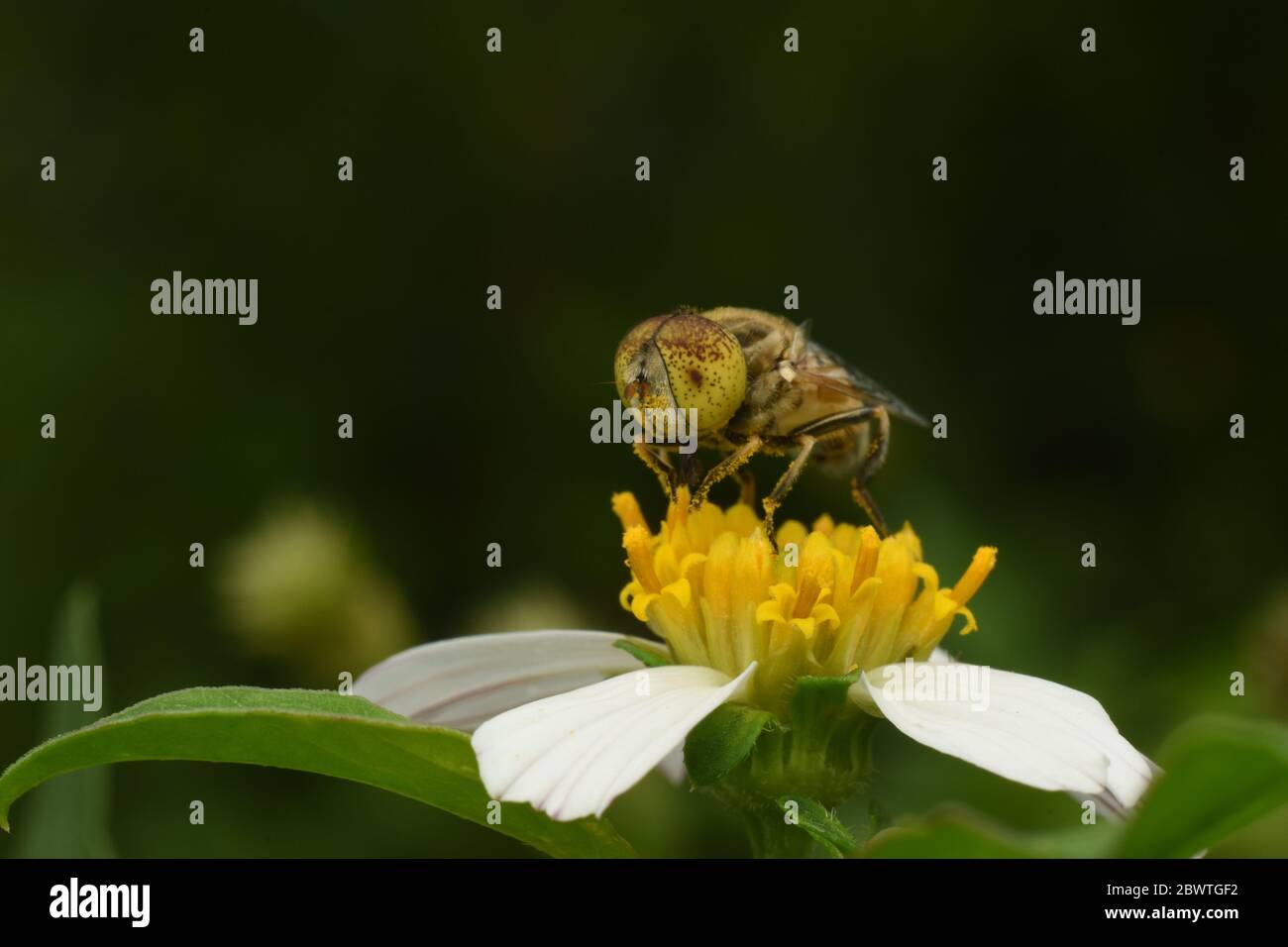 Eine Fleckauge schwebfliege auf einer Tridax Gänseblümchen thront Stockfoto
