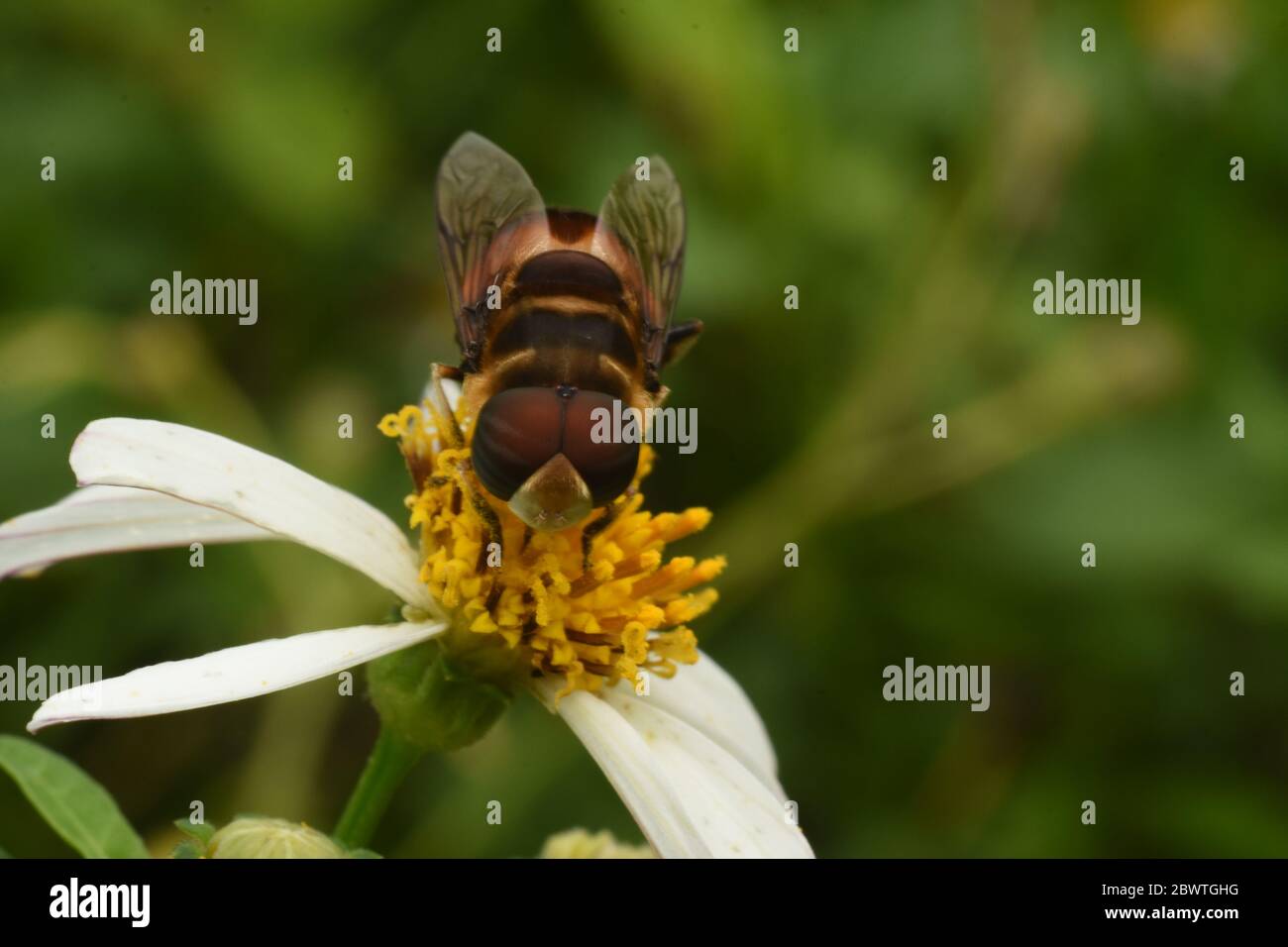 Eine Schwebfliege auf einer Tridax Gänseblümchen Stockfoto