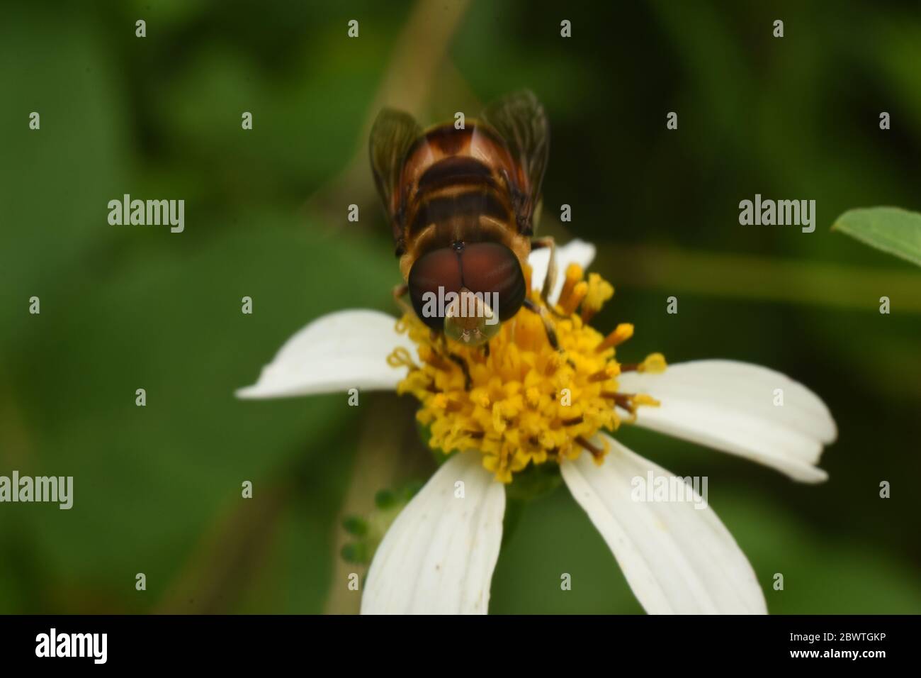 Eine Schwebfliege auf einer Tridax Gänseblümchen Stockfoto