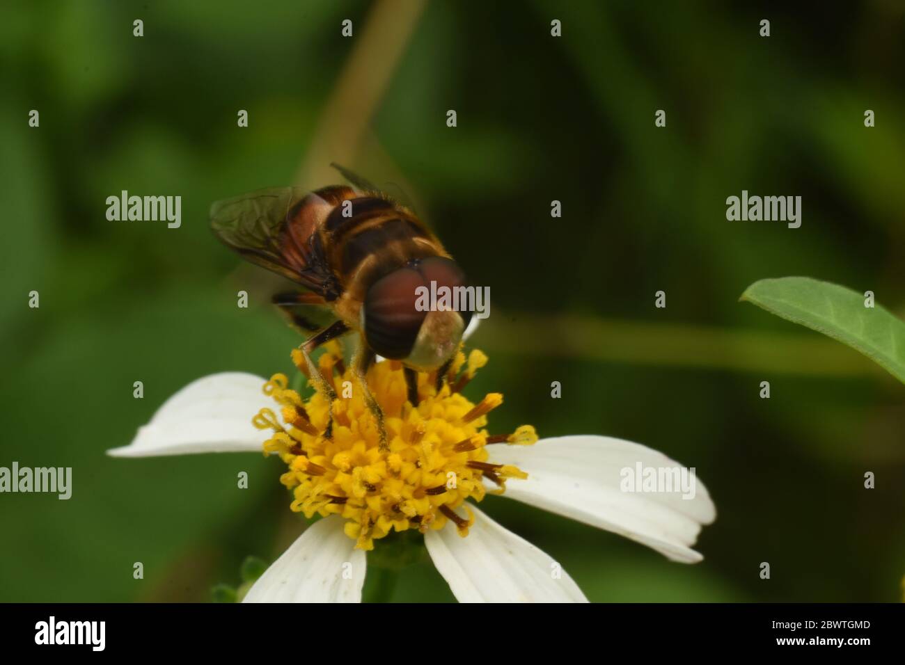 Eine Schwebfliege auf einer Tridax Gänseblümchen Stockfoto