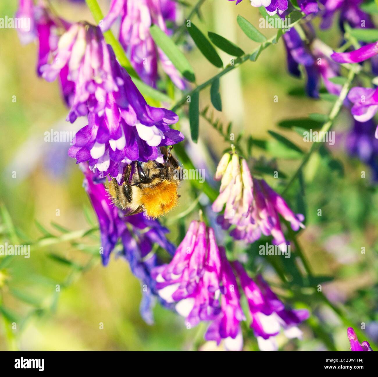 Hummel auf Blume im Makro Stockfoto