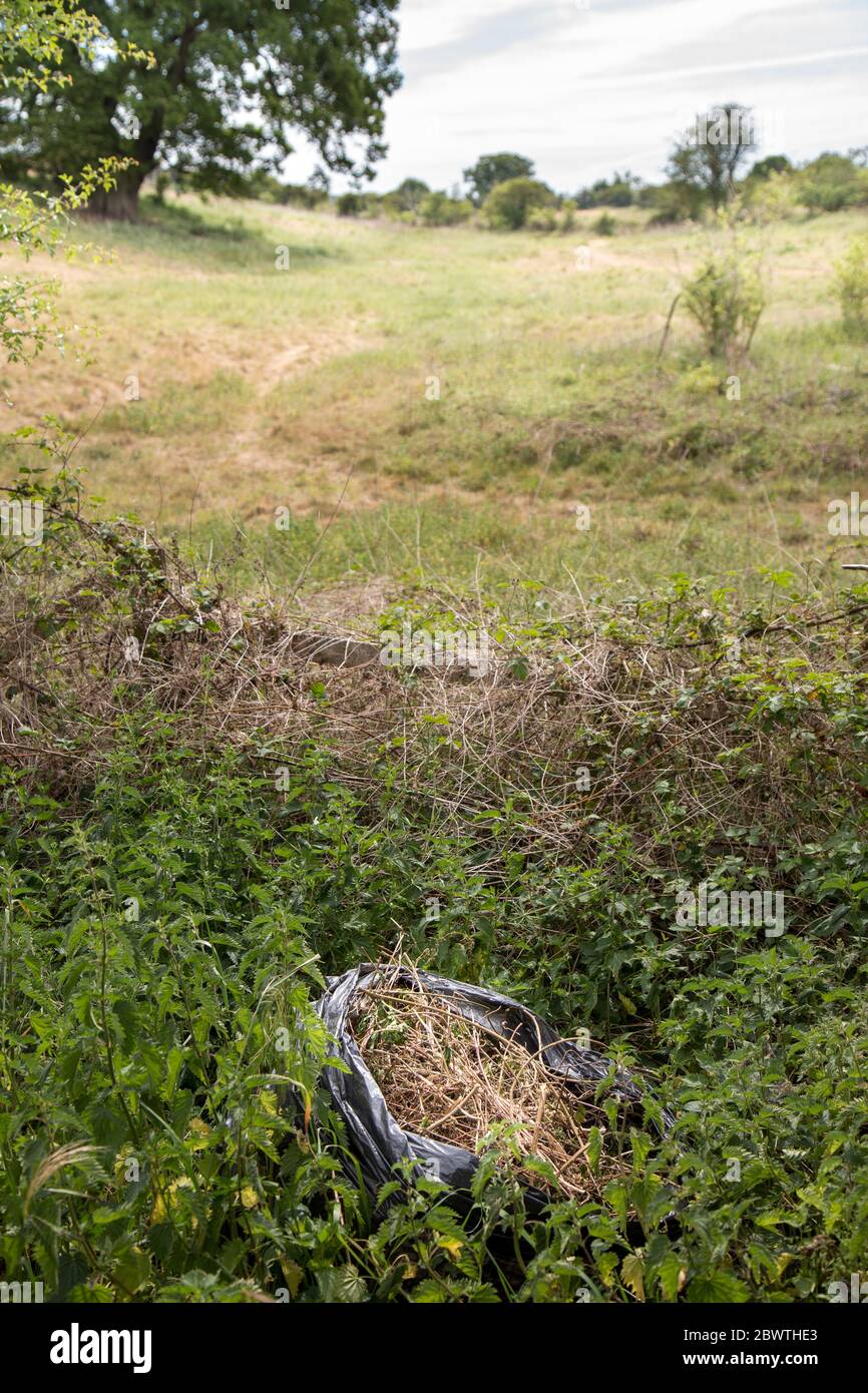 Müllbeutel voll mit Hausmüll im ländlichen Hecken Großbritanniens. Flying tipping Abfälle verderben ländlichen Lebens. Stockfoto