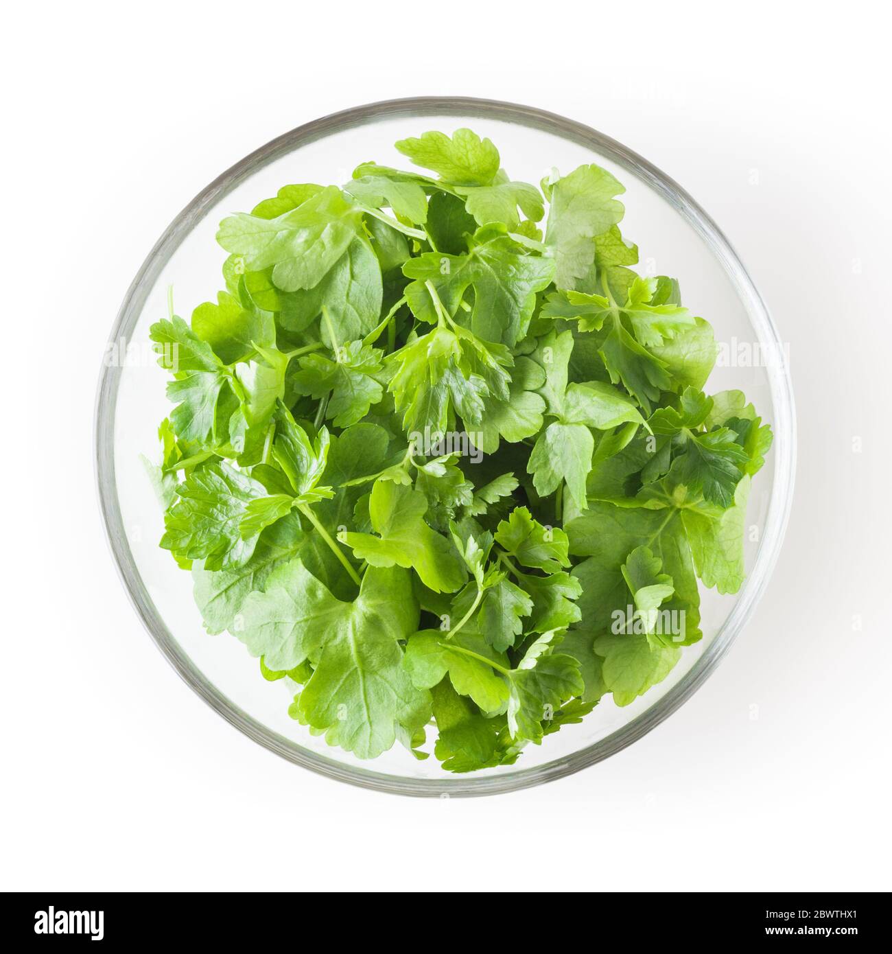 Frische Petersilie in Glasschale auf weißem Hintergrund mit Freistellungspfad isoliert Stockfoto
