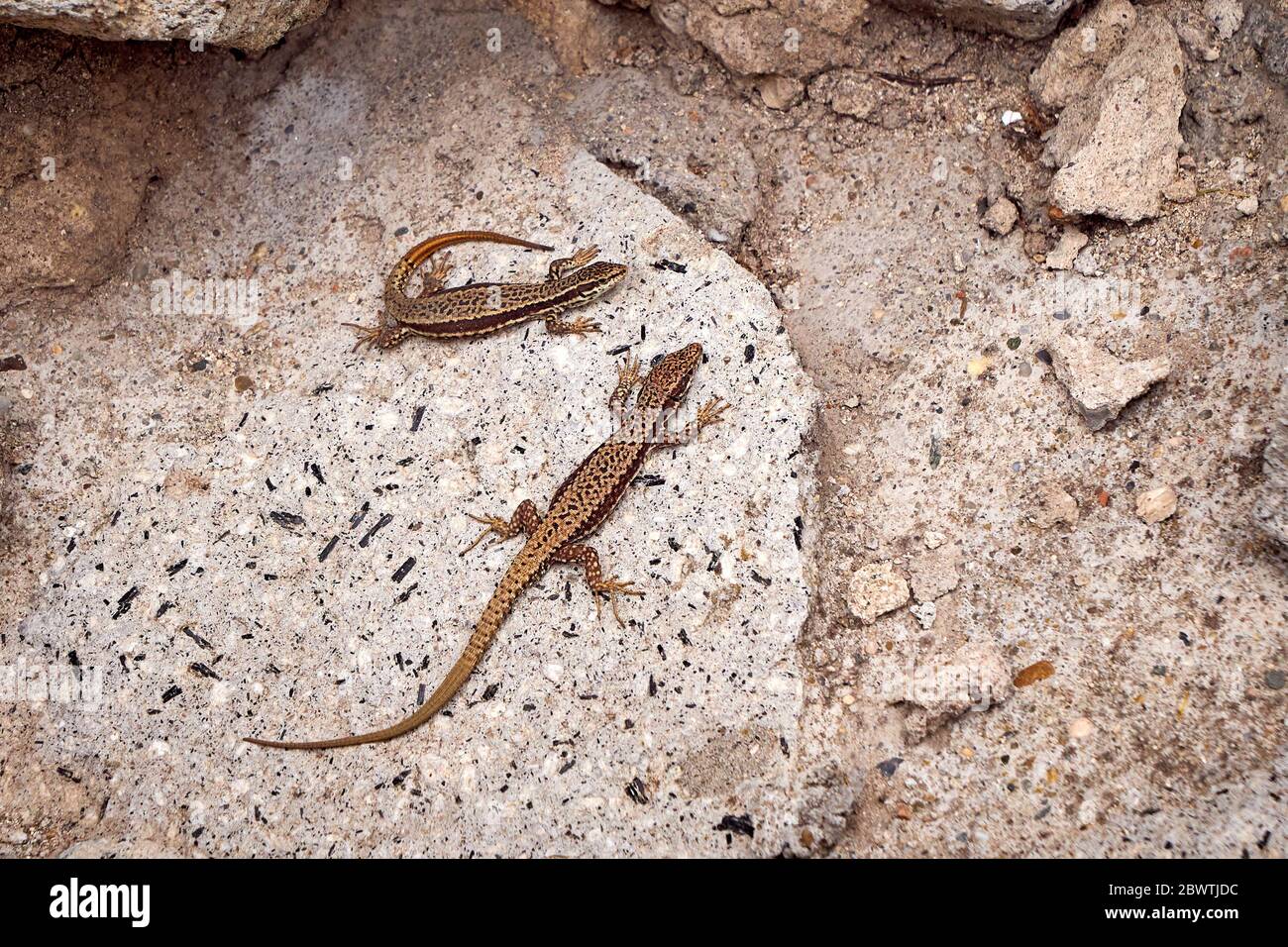 Zwei gemeinsame Wand Eidechse Sonnenbaden (Podarcis muralis) Stockfoto