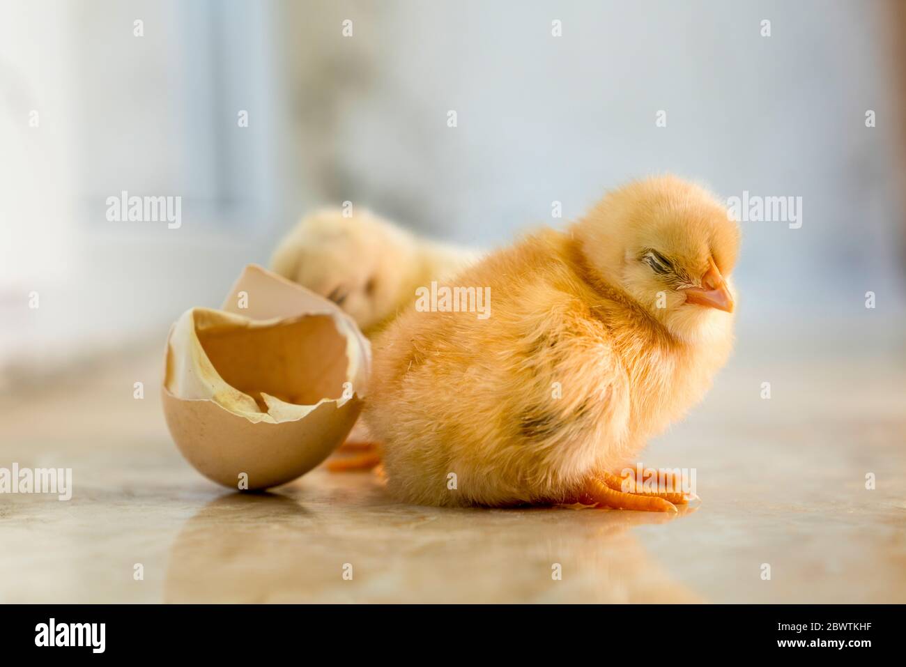 Zwei verschlafene und müde gelbe Küken auf dem Boden. Zwei sehr süße Küken auf dem Boden. Stockfoto