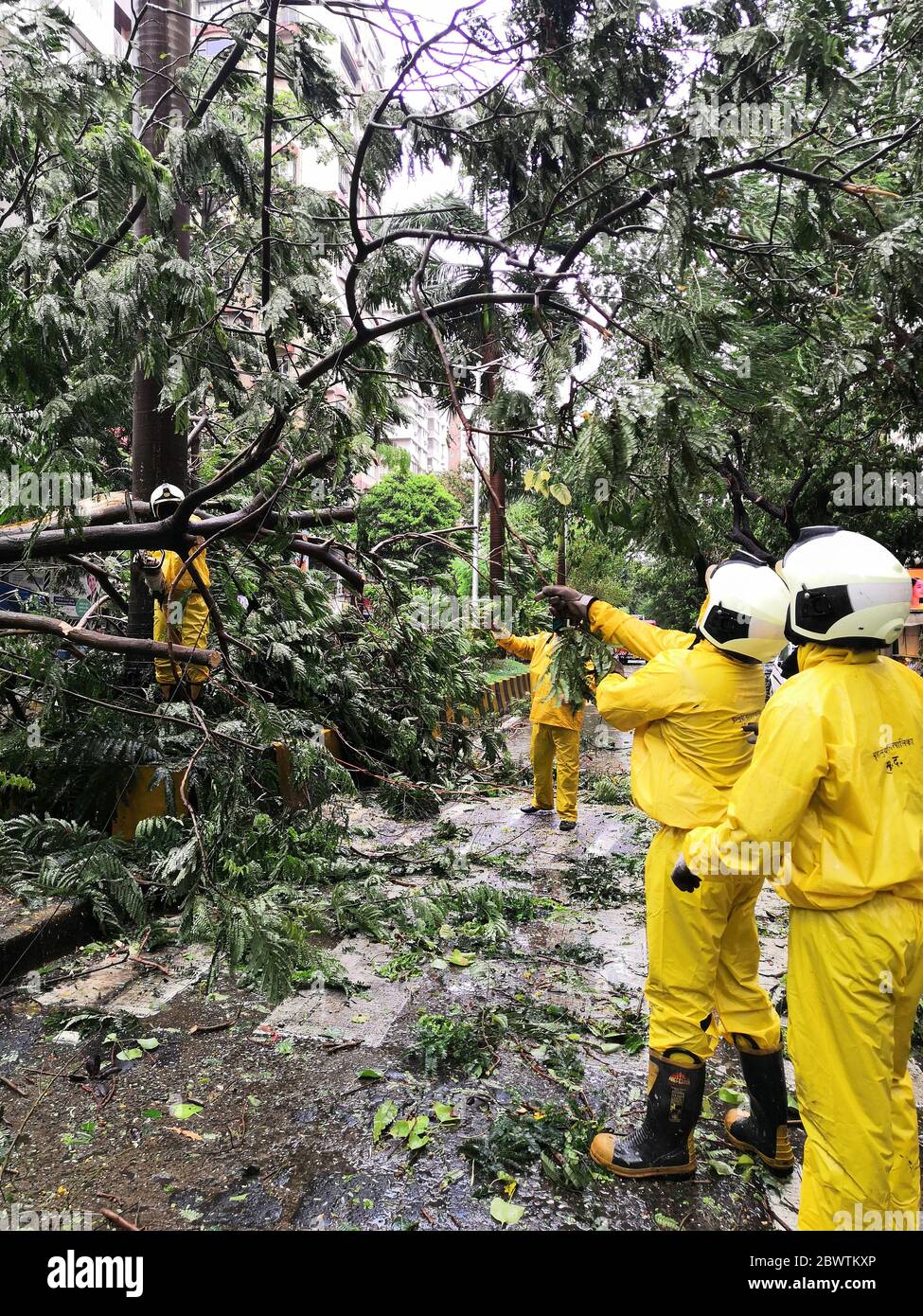 Mumbai, Indien. Juni 2020. Kommunalarbeiter beschäftigen sich mit einem gefallenen Baum im Cuffe Parade-Gebiet von Mumbai, Indien, 3. Juni 2020. Der Zyklon Nisarga landeten am Mittwochnachmittag an Indiens Westküste, nahe Mumbai. Kredit: Zhang Yadong/Xinhua/Alamy Live News Stockfoto