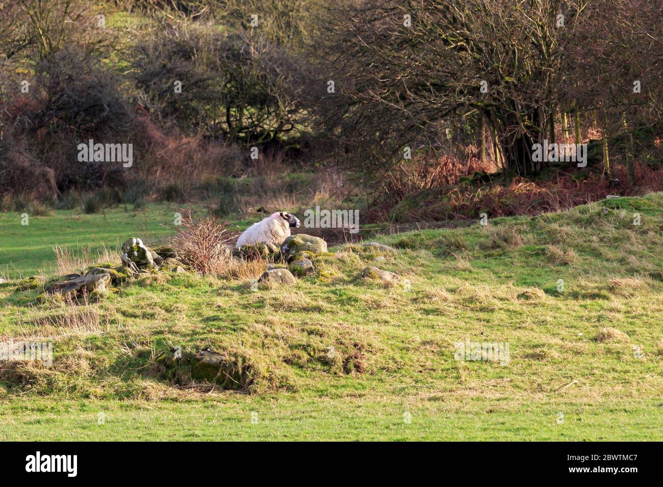 Single schottischen schwarz konfrontiert Schafe liegen auf einem felsigen Hügel in einem schottischen Feld Stockfoto