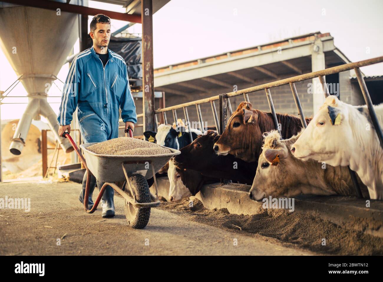 Junger Bauer trägt blauen Overall, während er Wagen mit Kalbsfutter auf seiner Farm trägt Stockfoto