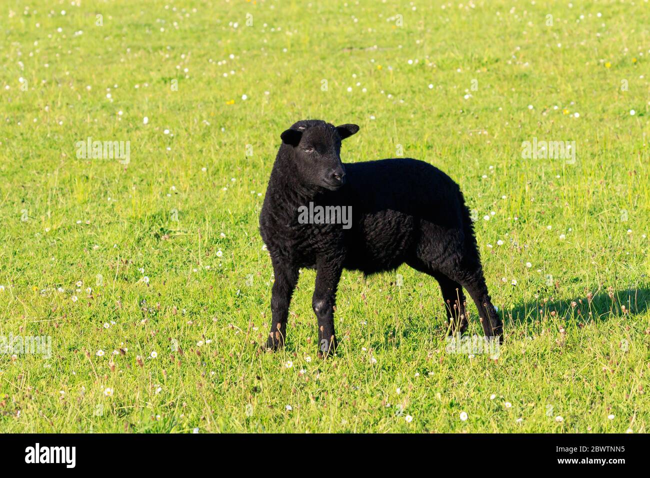 Sonnenbeschienenen schwarzen Lamm in einer Wiese stehen Stockfoto