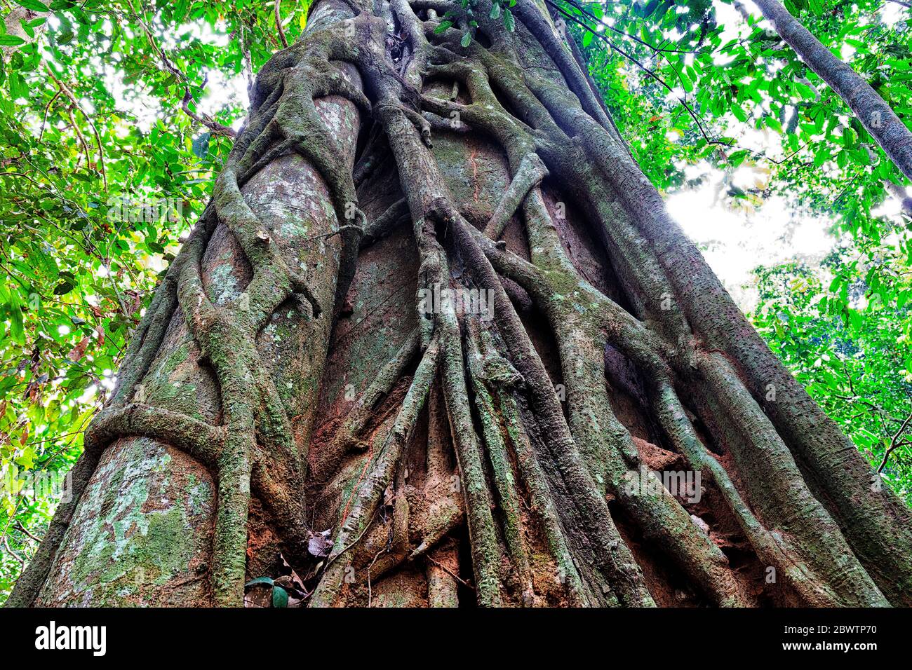 Zentralafrikanische Republik, niedrige Ansicht von hohen verdrehten Bäumen im Dzanga-Sangha Special Reserve Stockfoto