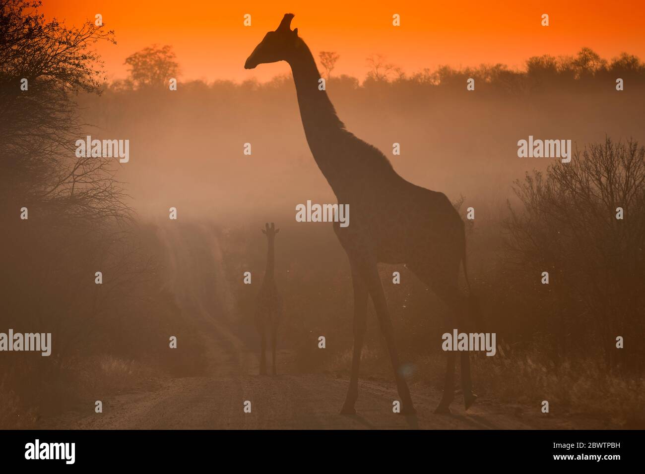 Südafrika, Silhouette der nördlichen Giraffe (Giraffa camelopardalis) Kreuzung Straße im Kruger Nationalpark bei nebliger Morgendämmerung Stockfoto