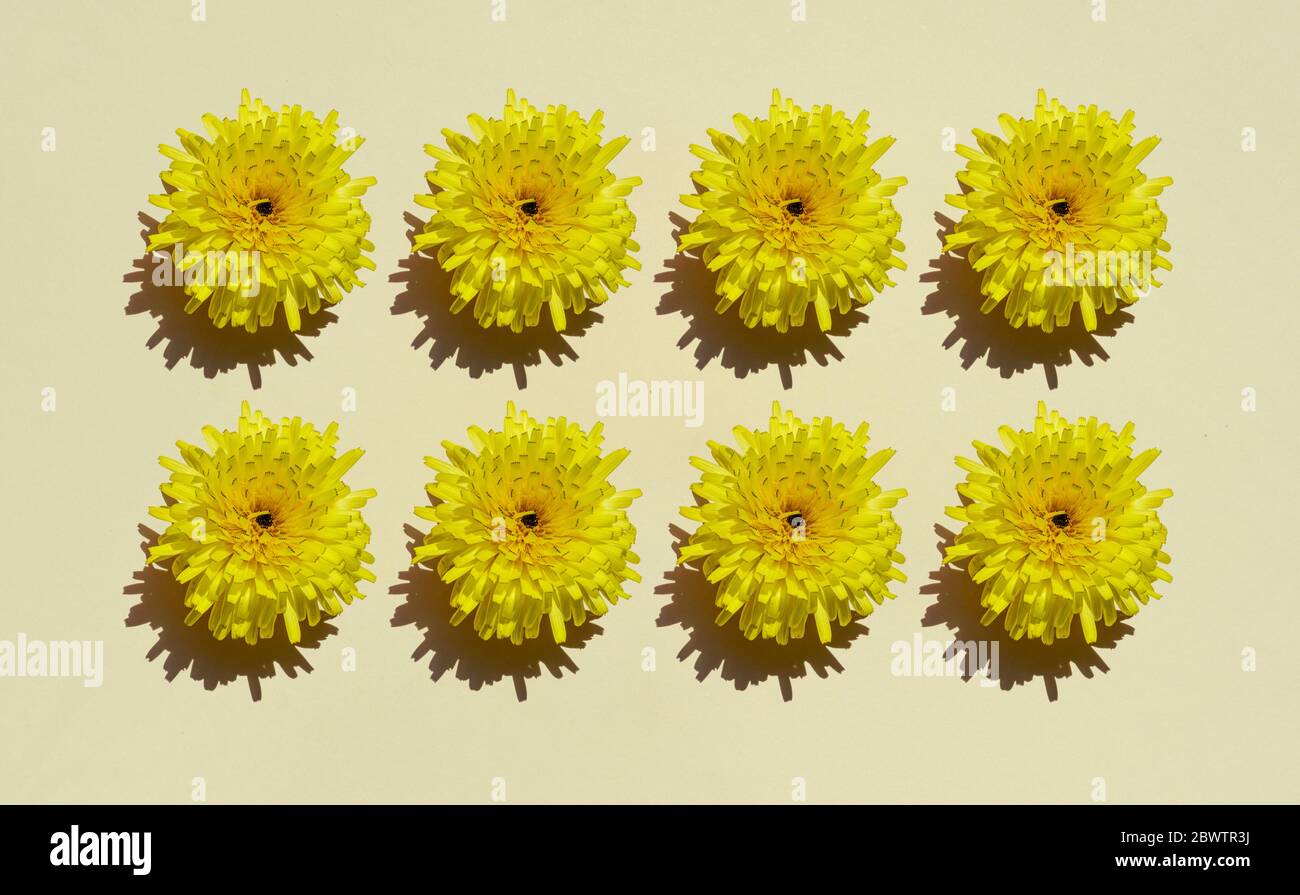 Studio Aufnahme von Reihen von gelben Blumenköpfen Stockfoto