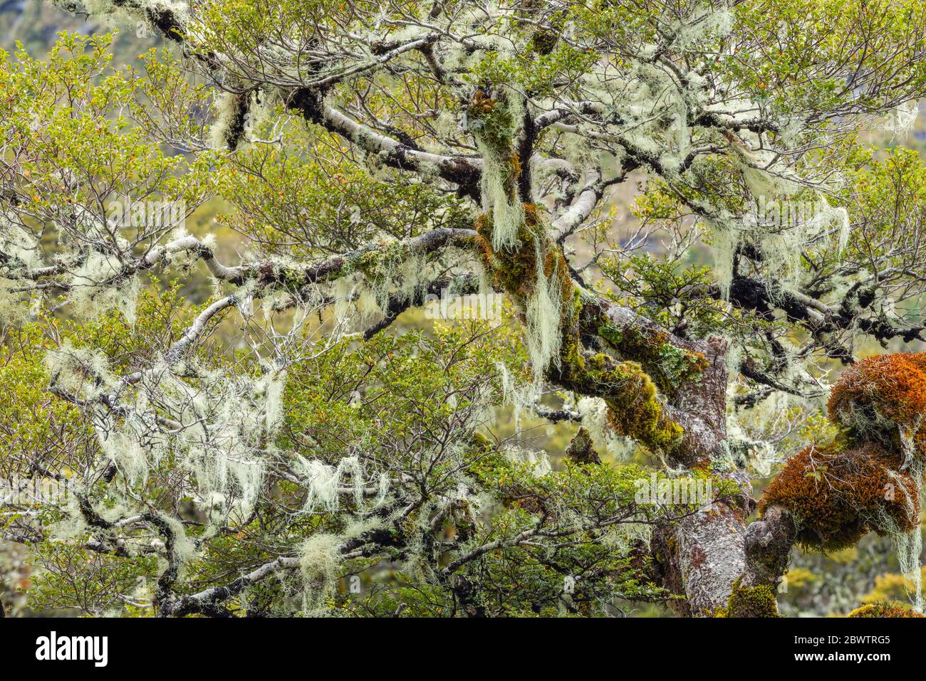 Neuseeland, Southland, Grüne Buche mit Flechten bedeckt Stockfoto