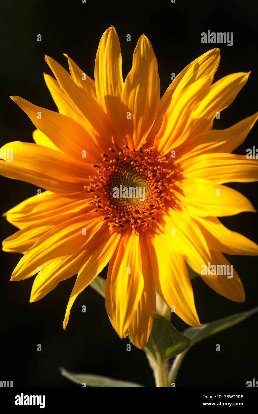 Deutschland, Kopf der blühenden Sonnenblume Stockfoto