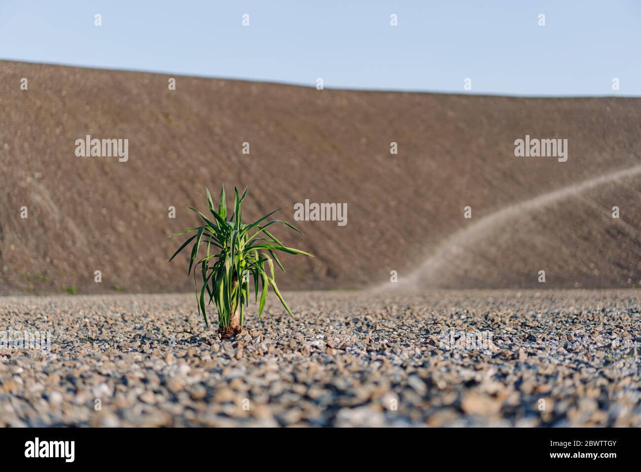 Pflanze wächst auf einer stillgewachsenen Minenspitze Stockfoto
