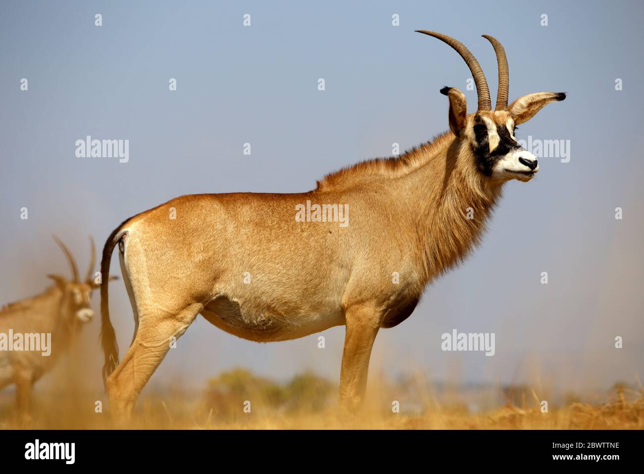 Eswatini, Roan Antilope (Hippotragus equinus) im Freien stehend Stockfoto