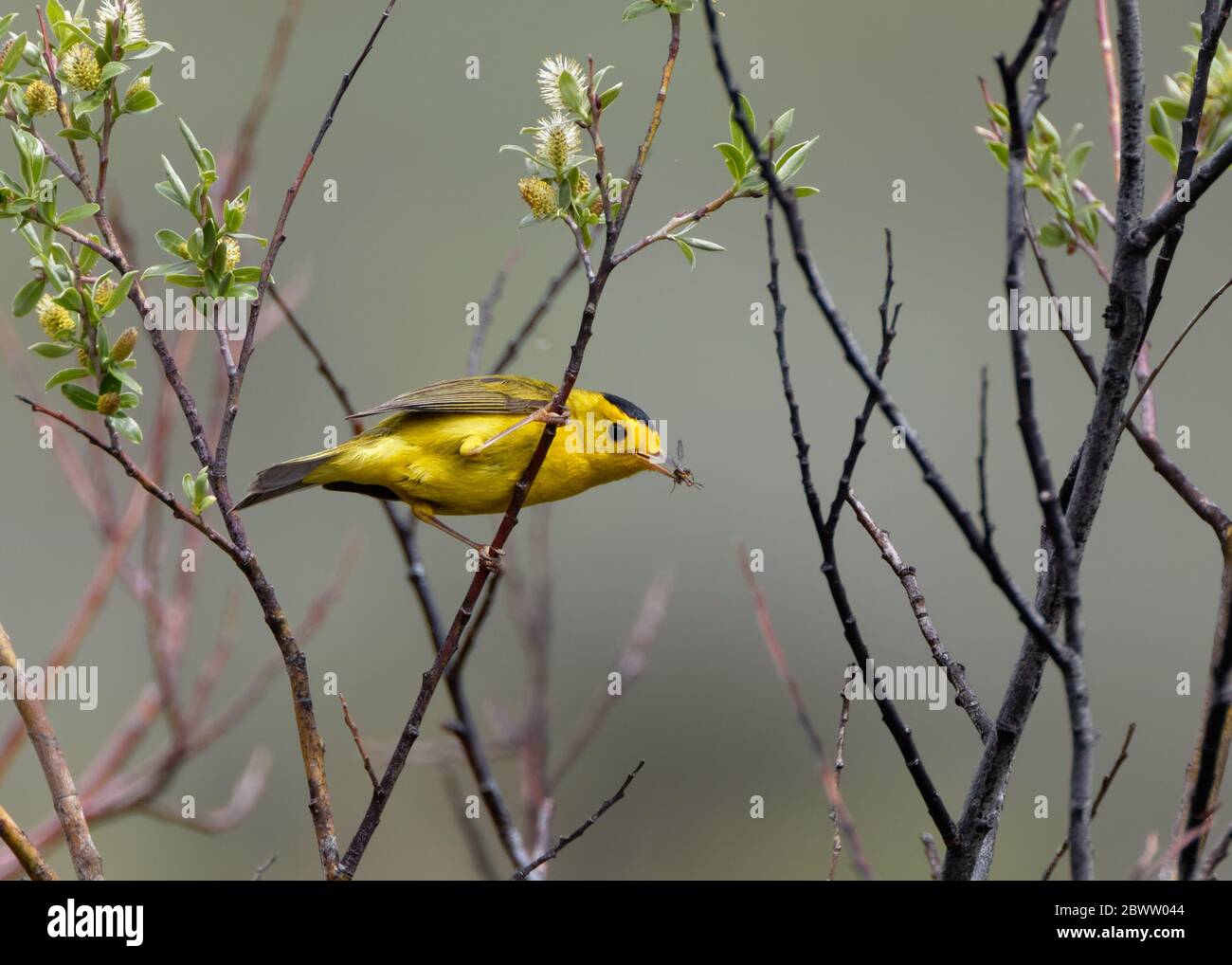 Ein Wilsons-Waldsänger Snacks auf einem Bug in den Wyoming Weiden Stockfoto