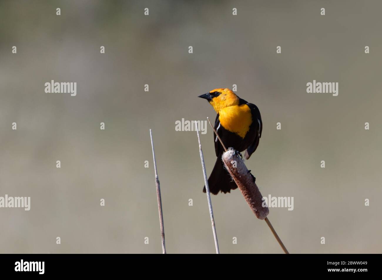 Eine Gelbkopfamsel balanciert auf einem Lattenschwanz in Colorado. Stockfoto Eine Gelbkopfamsel balanciert auf einem Lattenschwanz in Colorado. Stockfoto