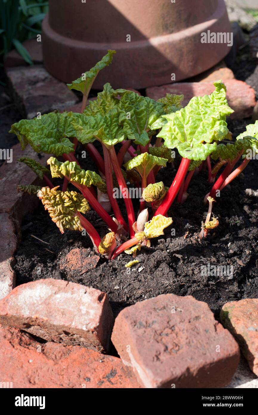Rhabarber wächst im Gemüsegarten Stockfoto