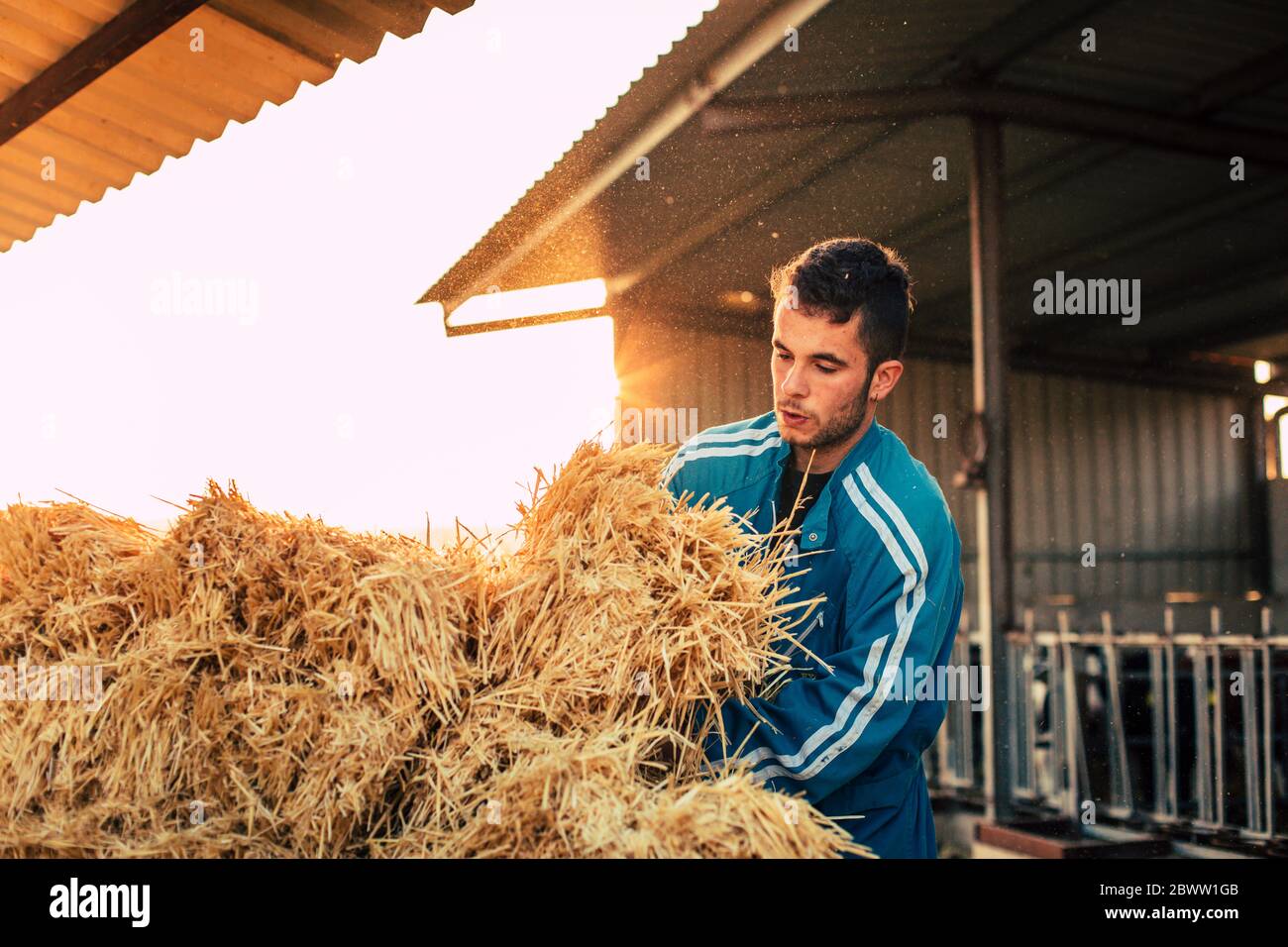 Junger Bauer trägt blauen Overall, während Stroh auf seiner Farm Stockfoto