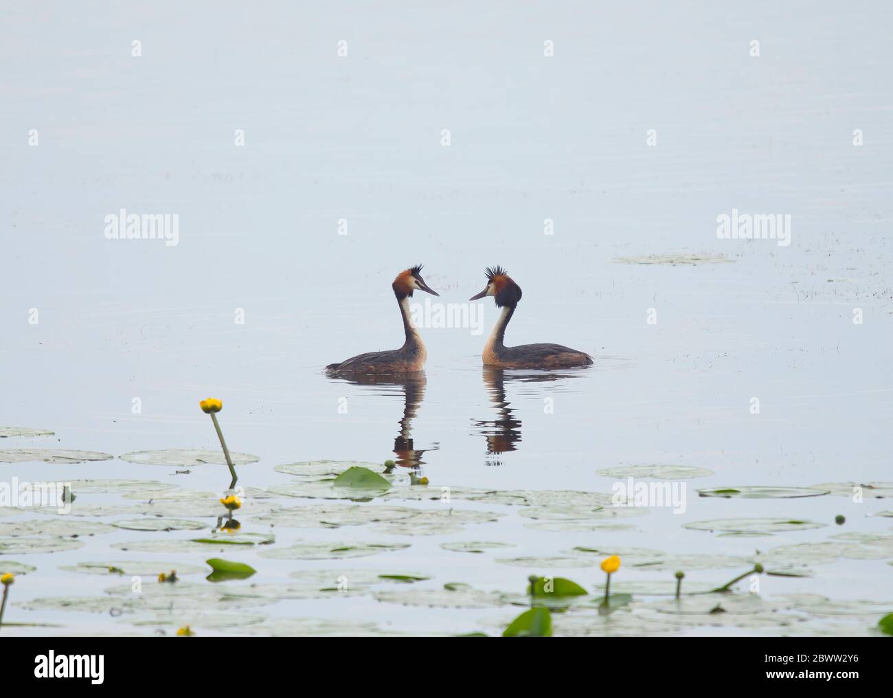 Deutschland, Bayern, zwei Haubenfiese (Podiceps cristatus) schwimmen im Chiemsee Stockfoto