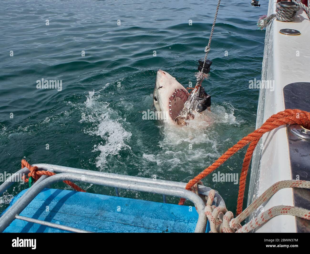 Great White Shark springen für Beute fangen, Mosselbaai, Südafrika Stockfoto