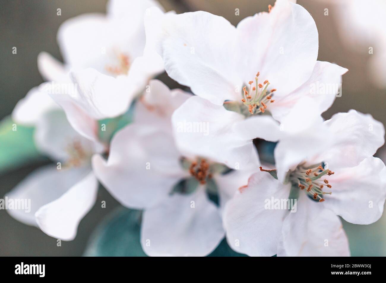 Apfelbaum blüht vor blauem Himmel Stockfoto
