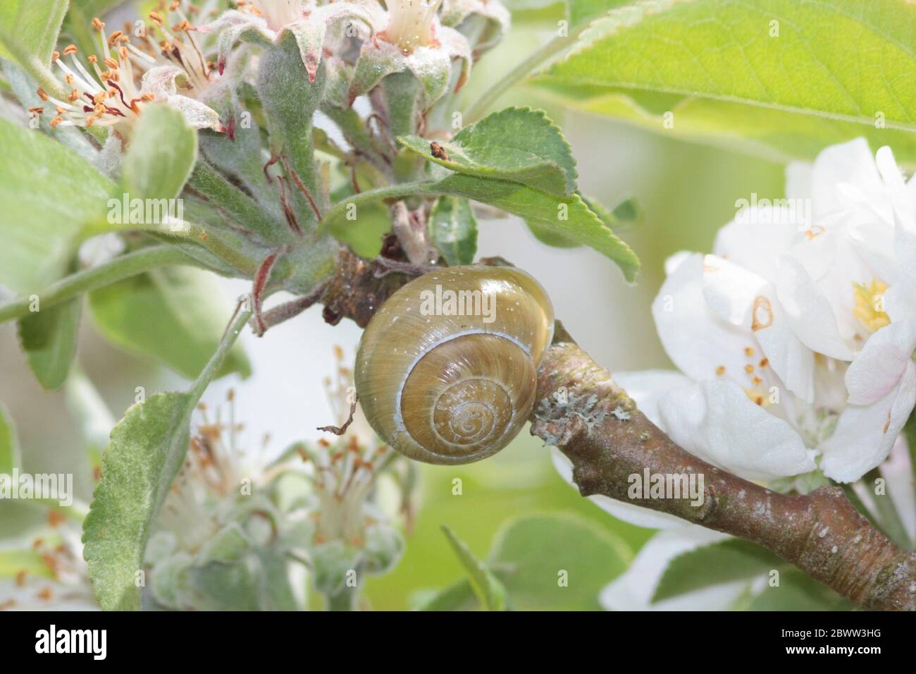Weißlippschnecke (Cepaea hortensis) auf Apfelbaum, Sussex Garden, Großbritannien Stockfoto