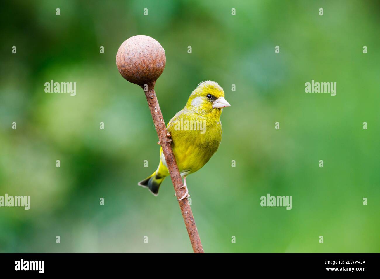 Grünfink (Chloris chloris) in einem englischen Garten, Sussex, UK Stockfoto