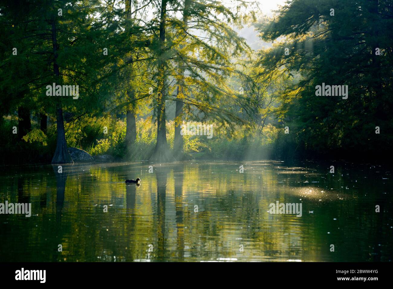 Deutschland, München, Mollsee, schwimmende Ente bei Abendlicht Stockfoto