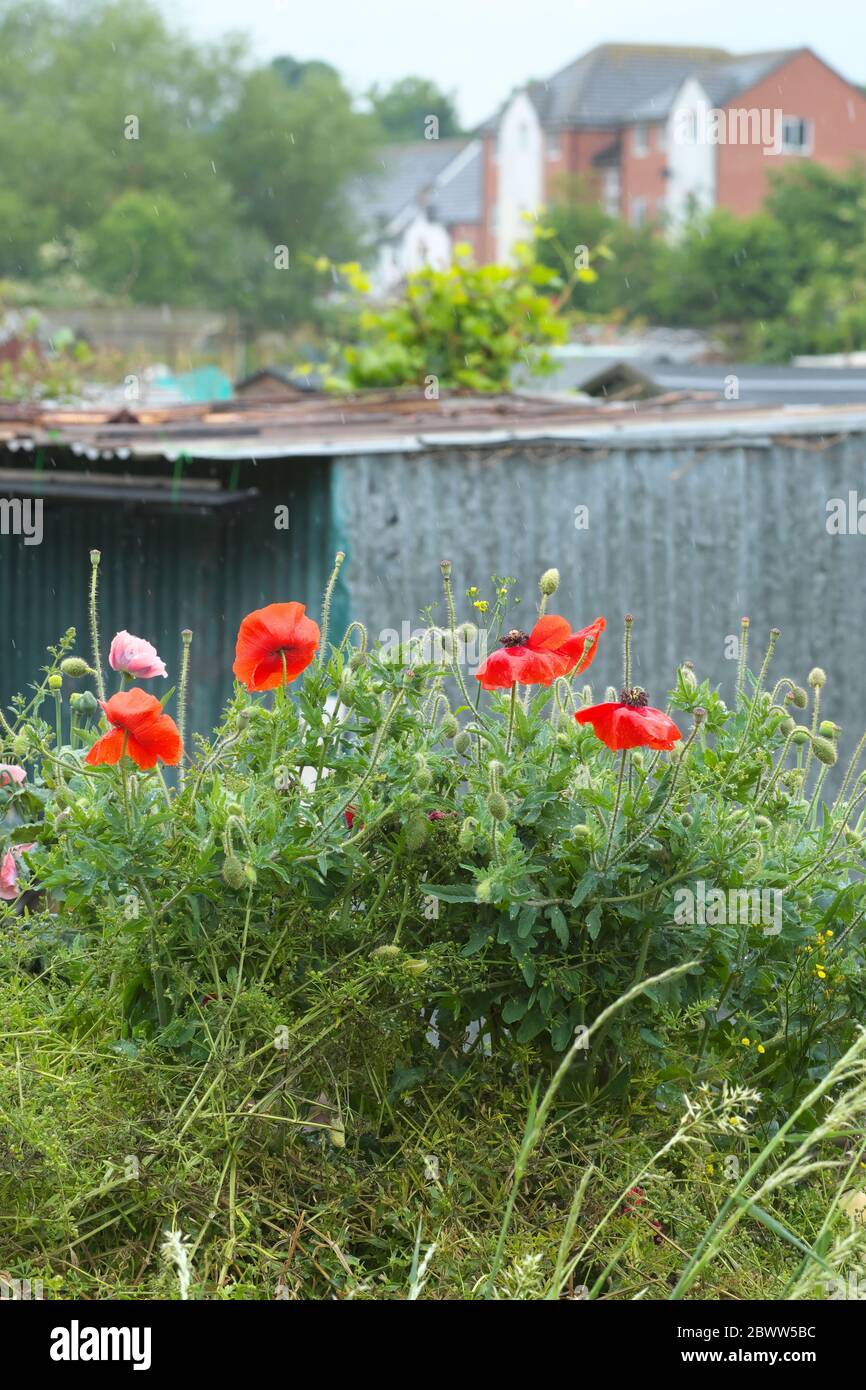 Mohnblumen wachsen auf einem Abfalldepet auf einem Garten-Zuteilung im Juni 2020 Großbritannien in einer regen Dusche Stockfoto