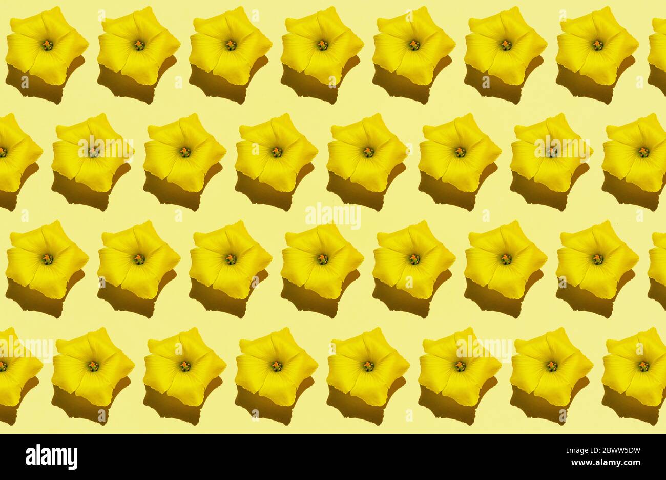 Muster von Reihen von gelben Blütenköpfen Stockfoto
