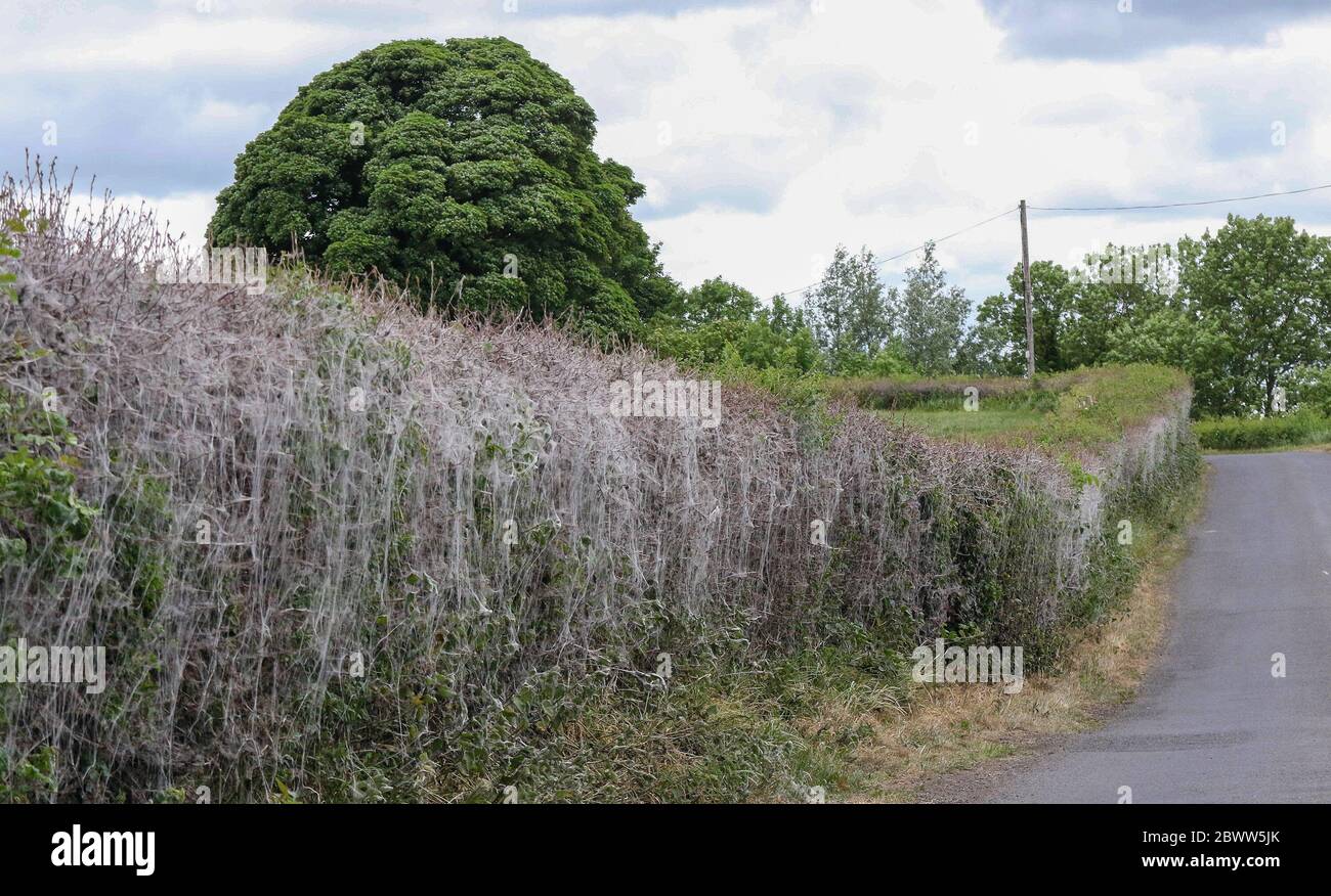 Magheralin, County Armagh, Nordirland. 03 Juni 2020. UK Wetter - ein kühlerer Tag, aber immer noch sehr angenehm, obwohl graue Wolken den Himmel dominieren. Die Schlehe oder Dornenhecken werden von Seidenspinnen-ähnlichen Netzen, die von Raupen gebildet werden, die aus Ermine (Yponomeutidae) Motten geschlüpft sind, gesteinigt. Kredit: CAZIMB/Alamy Live News. Stockfoto