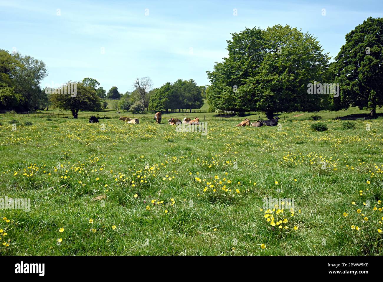 Kühe, die auf dem Feld sitzen, holt, Wiltshire, England, Großbritannien Stockfoto