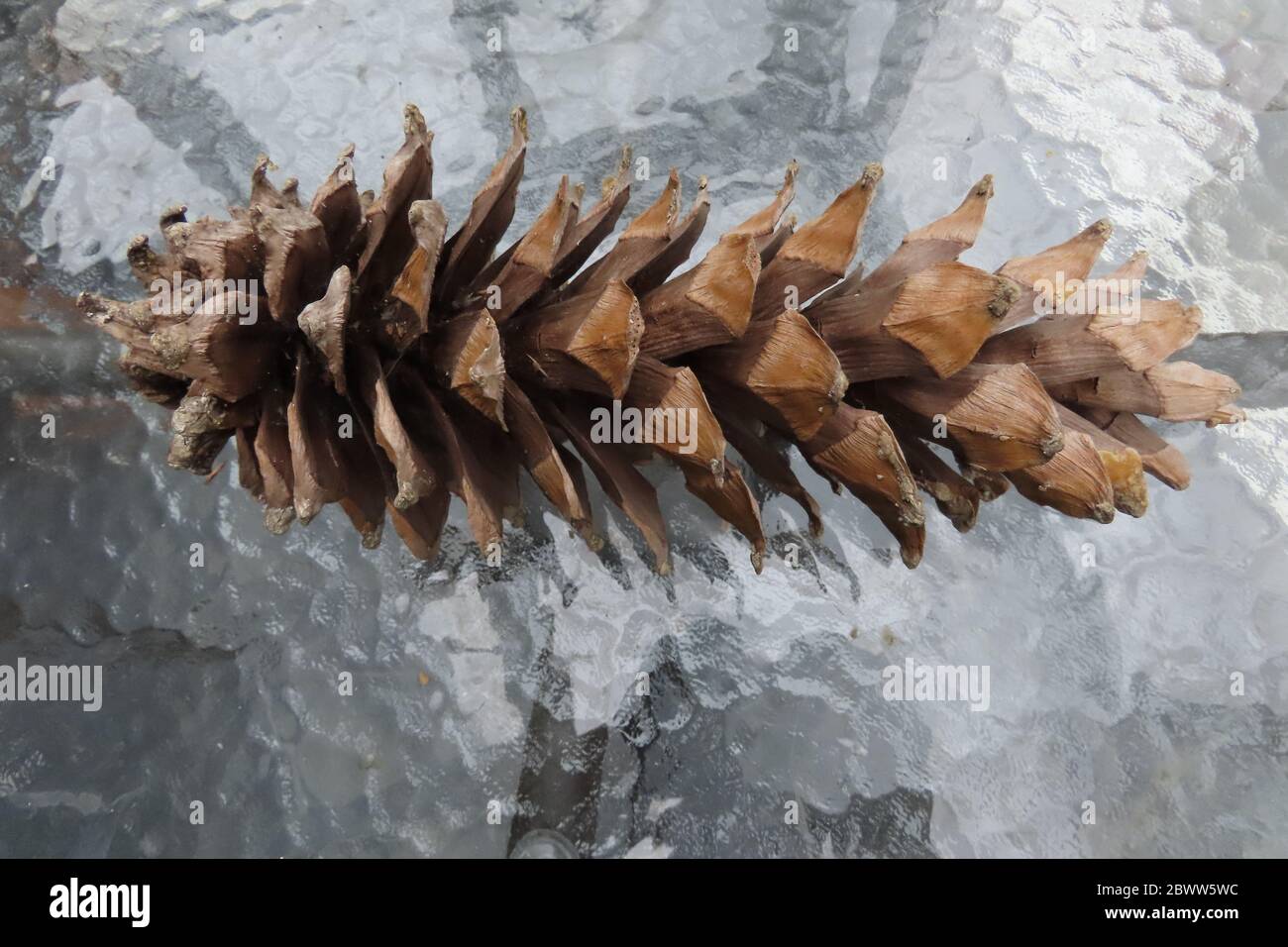 Getrockneter Tannenzapfen Stockfoto