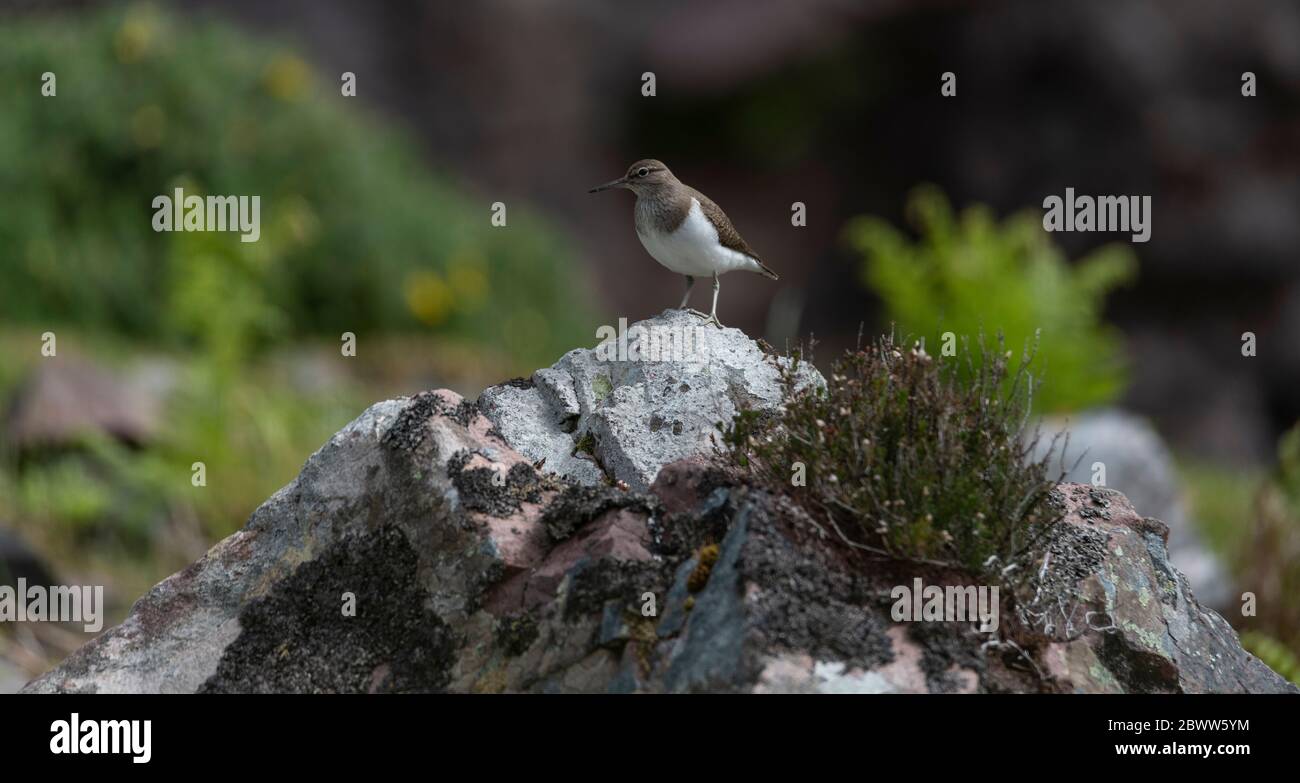 Flussuferläufer Stockfoto