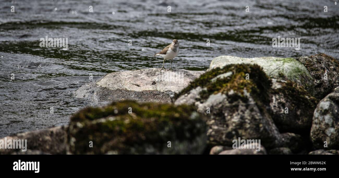 Flussuferläufer Stockfoto