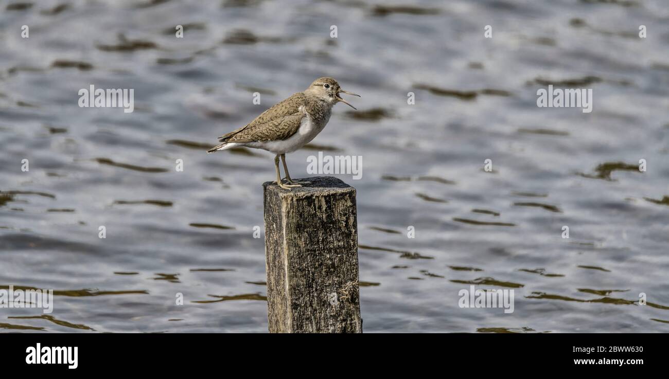 Flussuferläufer Stockfoto