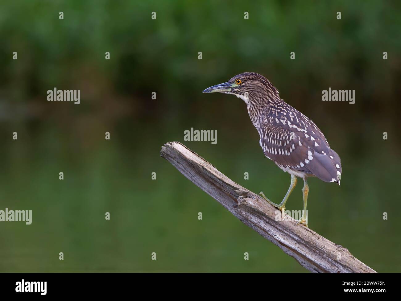 Schwarzkronenreiher (Nycticorax nycticorax) juvenile auf einem Holzstamm auf der Jagd über einem lokalen Teich in Ottawa, Kanada Stockfoto