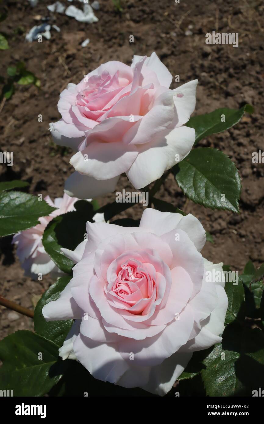 Rosa Rose Geoff Hamilton Stockfoto