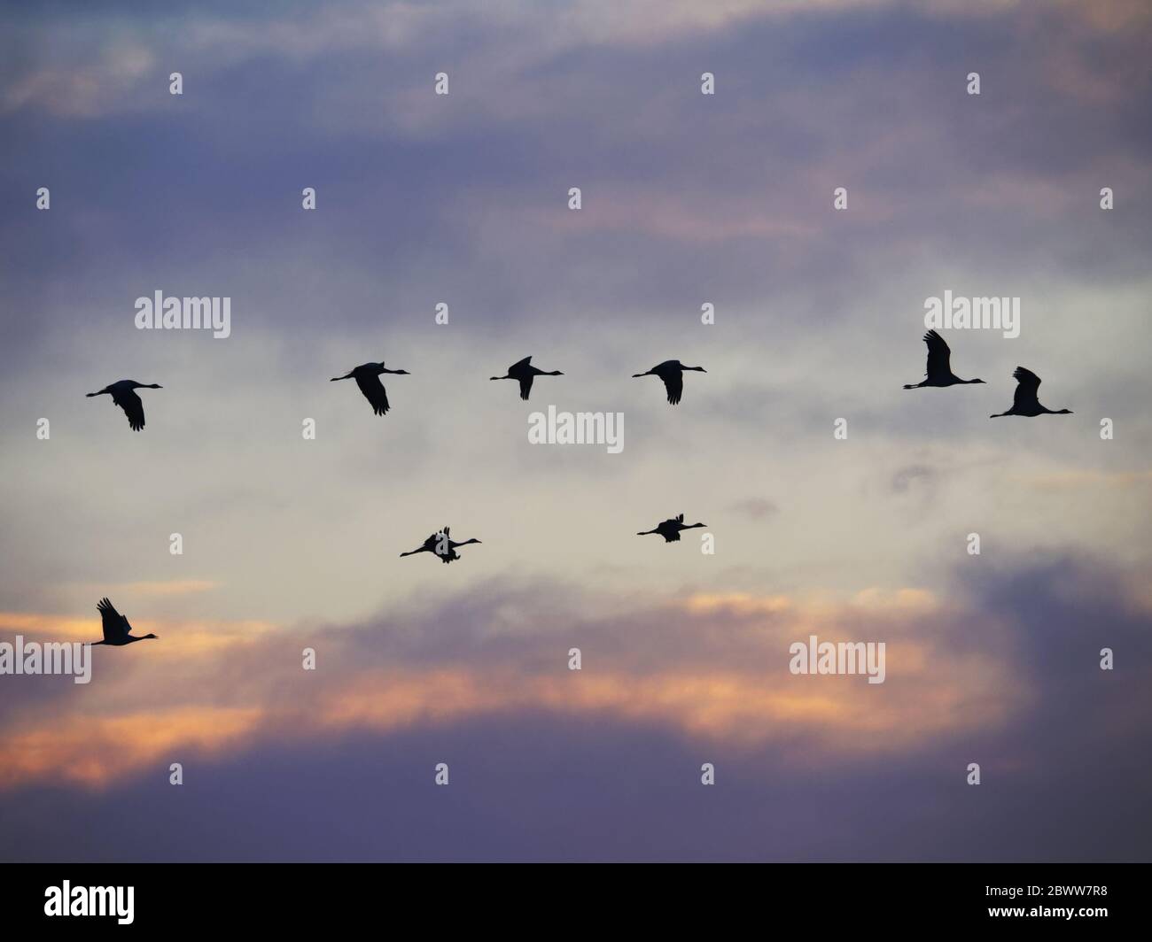 Demoiselle Crane - Morgenröte Flug Grus virgo Khichan, Rajasthan, Indien BI0339 Stockfoto