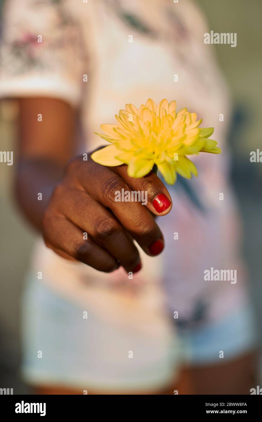 Frau Hand hält gelbe Blume, Nahaufnahme Stockfoto