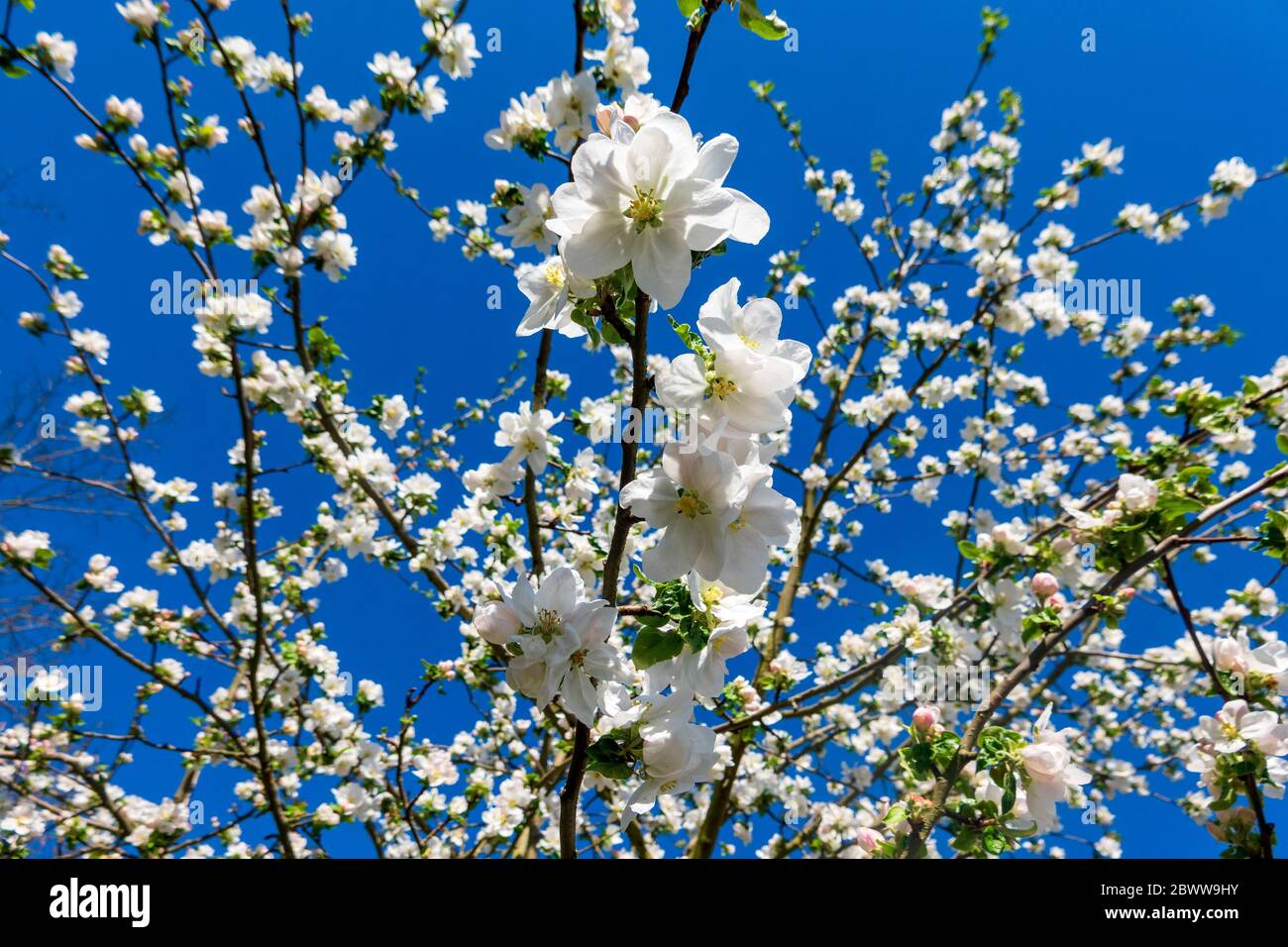 Deutschland, Zweige blühenden Apfelbaums Stockfoto
