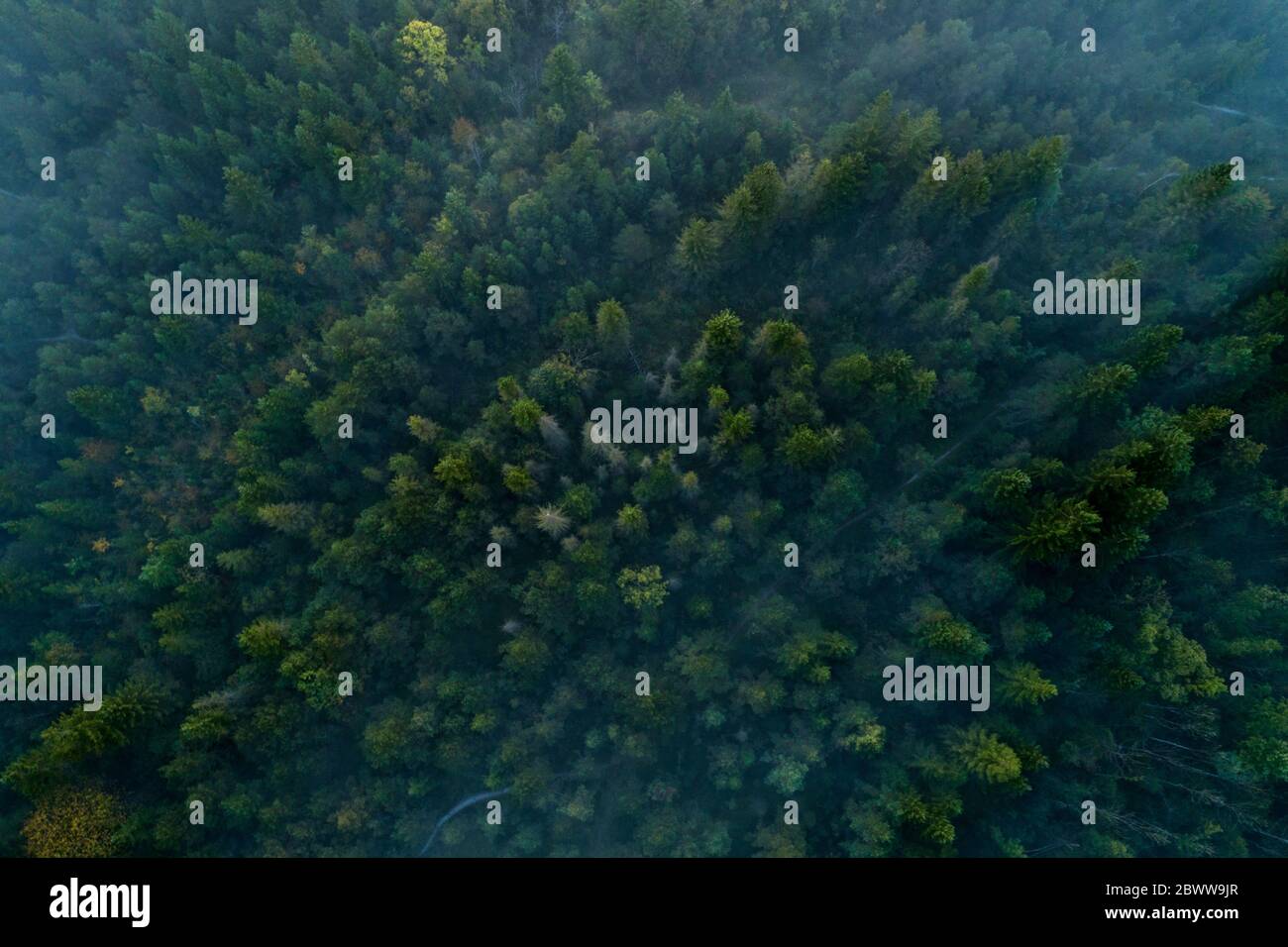 Deutschland, Bayern, Drohne Blick auf den grünen Nebelwald in Pupplinger Au Stockfoto